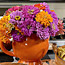Fiesta Flower Arrangement
