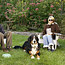 Therapy from Animals