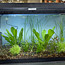 Natural Aquariums