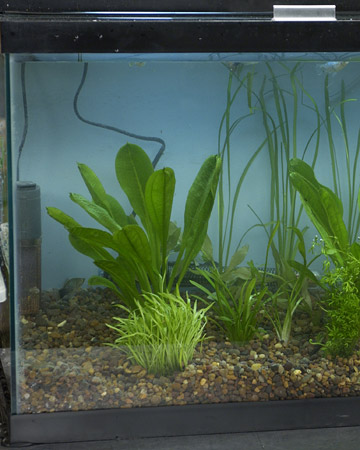 Setting Up a Natural Aquarium