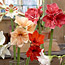 Amaryllis