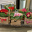 Valentine's Day Plant