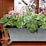 Fragrant Houseplants