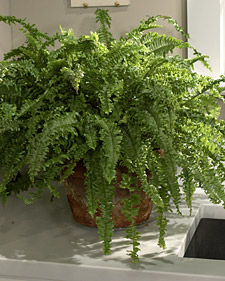 Air-Purifying Houseplants with Mobee