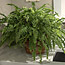 Helpful Houseplants