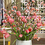Pink Tulip Display