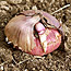 Planting Summer Bulbs