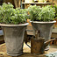 Artemisia 'Powis Castle'