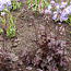 Shade Plants
