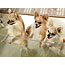 Chihuahuas 101
