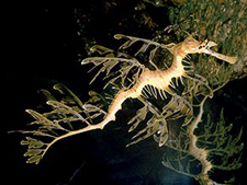 New England Aquarium