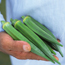 Okra: Abelmoschus esculentus North and South