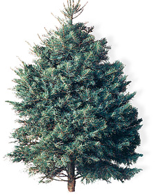Concolor fir: Abies concolor