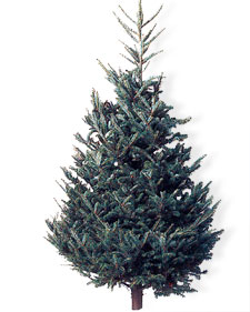 Fraser fir: Abies fraseri