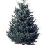 Fraser fir: Abies fraseri