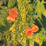 Flowering maple: Abutilon pictum Thompsonii