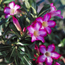 Desert rose: Adenium obesum Desert Rose