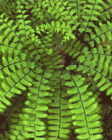Northern maidenhair fern: Adiantum pedatum