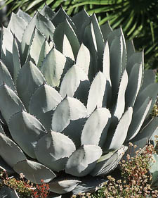 Queen agave: Agave victoriae-reginae