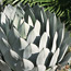 Queen agave: Agave victoriae-reginae