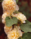 Hollyhock: Alcea rosea Chater's Double