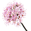 Ornamental onion: Allium acuminatum