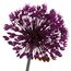 Ornamental onion: Allium aflatunense Purple Sensation