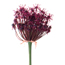 Ornamental onion: Allium atropurpureum