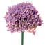 Ornamental onion: Allium caeruleum