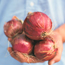 Onion: Allium cepa Red Delicious