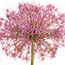 Ornamental onion: Allium christophii