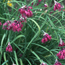 Ornamental onion: Allium cyathophorum var. farreri