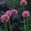 Ornamental onion: Allium rosenbachianum