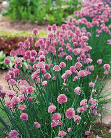 Chives: Allium schoenoprasum