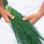 Chives: Allium schoenoprasum