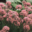 Ornamental onion: Allium senescens var. glaucum