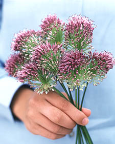 Drumstick allium: Allium sphaerocephalum