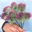 Drumstick allium: Allium sphaerocephalum