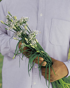 Garlic chives: Allium tuberosum