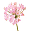 Ornamental onion: Allium unifolium