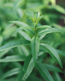 Lemon verbena: Aloysia triphylla