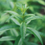 Lemon verbena: Aloysia triphylla