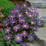 Anemone blanda Blue...