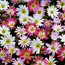 Anemone blanda