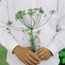 Dill: Anethum graveolens Mammoth