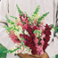 Snapdragon Care