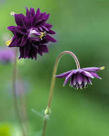 Columbine: Aquilegia vulgaris Dark Purple Barlow