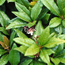 Japanese ardisia: Ardisia japonica Tom's Thumb