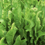 Horseradish: Armoracia rusticana