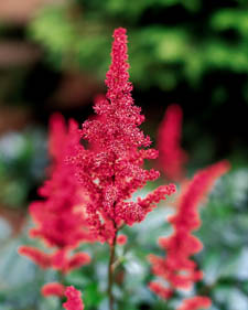 Astilbe: Astilbe x arendsii Fanal